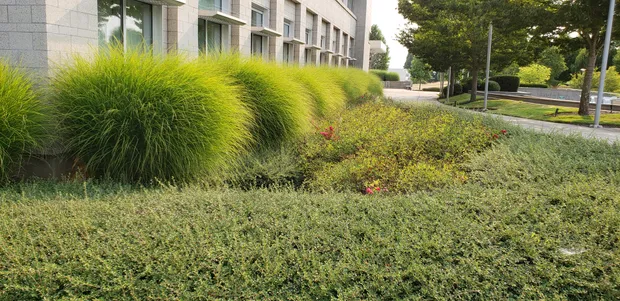 Ornamental grasses and groundcover beds at a commercial campus
