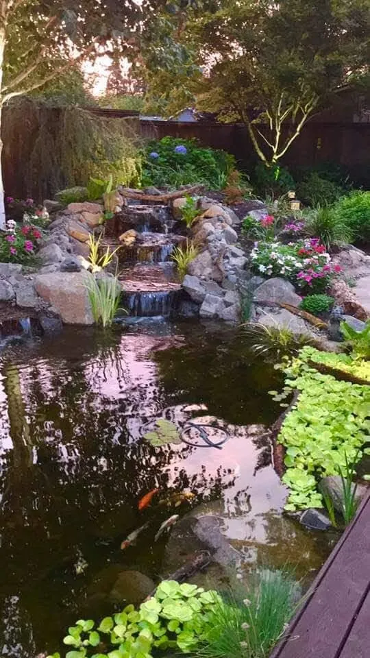 Koi pond waterfall at twilight surrounded by flowers