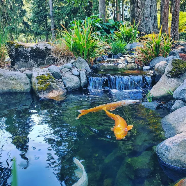 Waterfall flowing into a koi pond