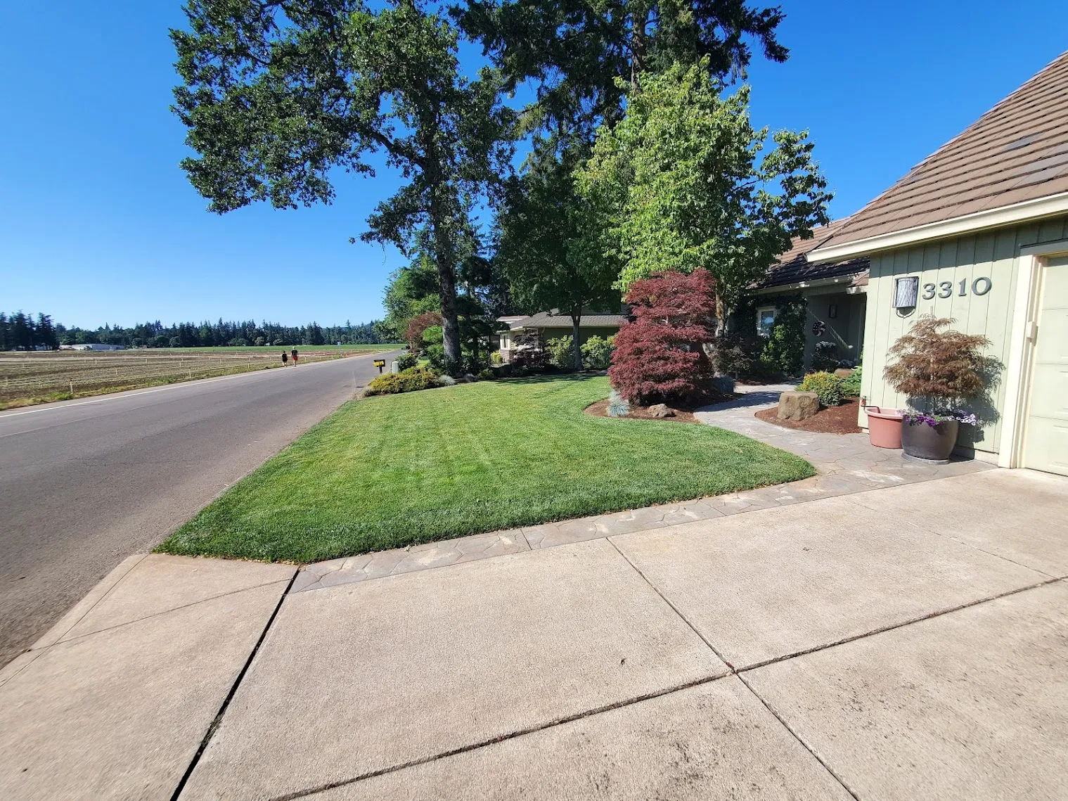 Natural grass lawn before artificial turf installation