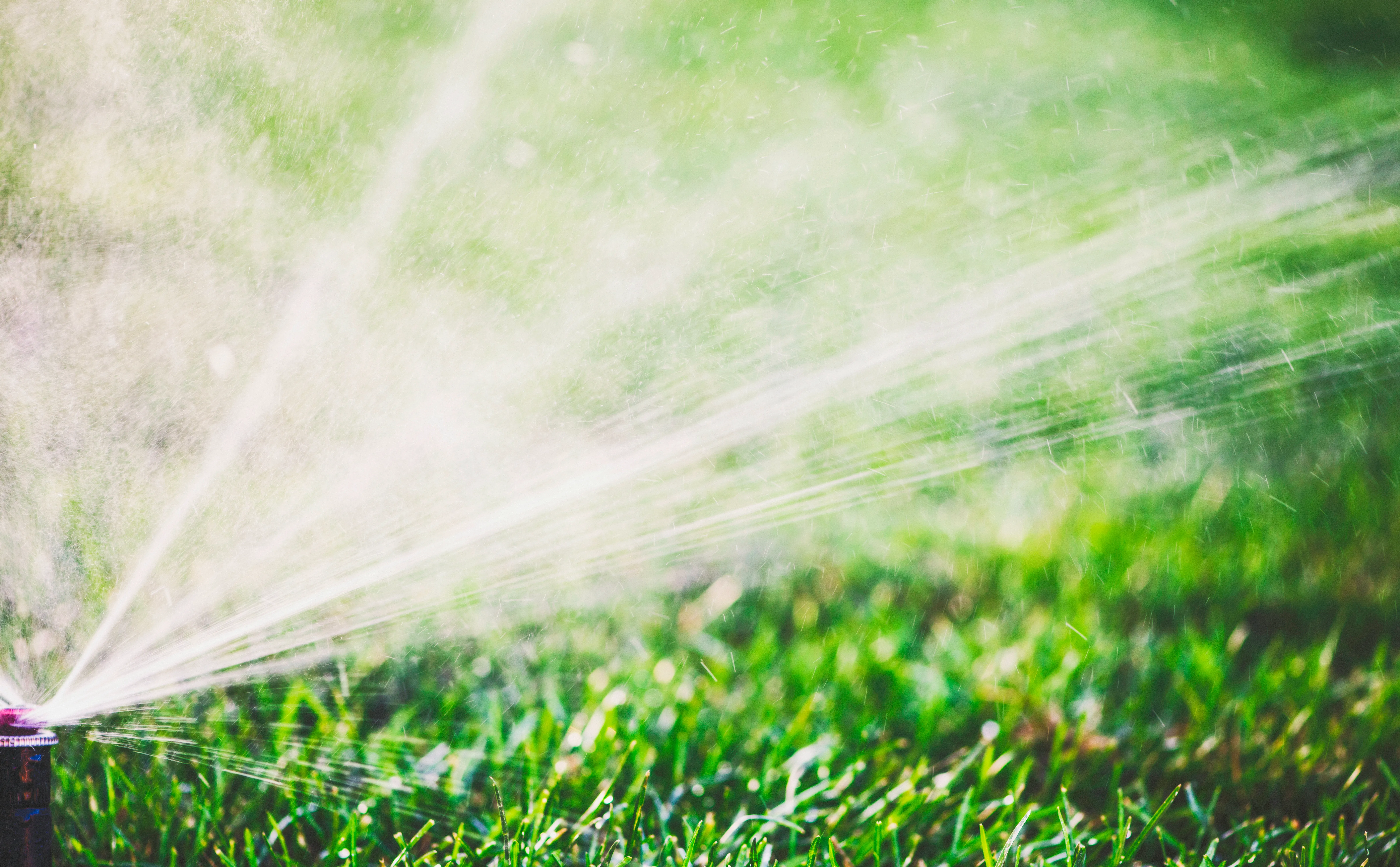 Sprinkler head watering a green lawn evenly