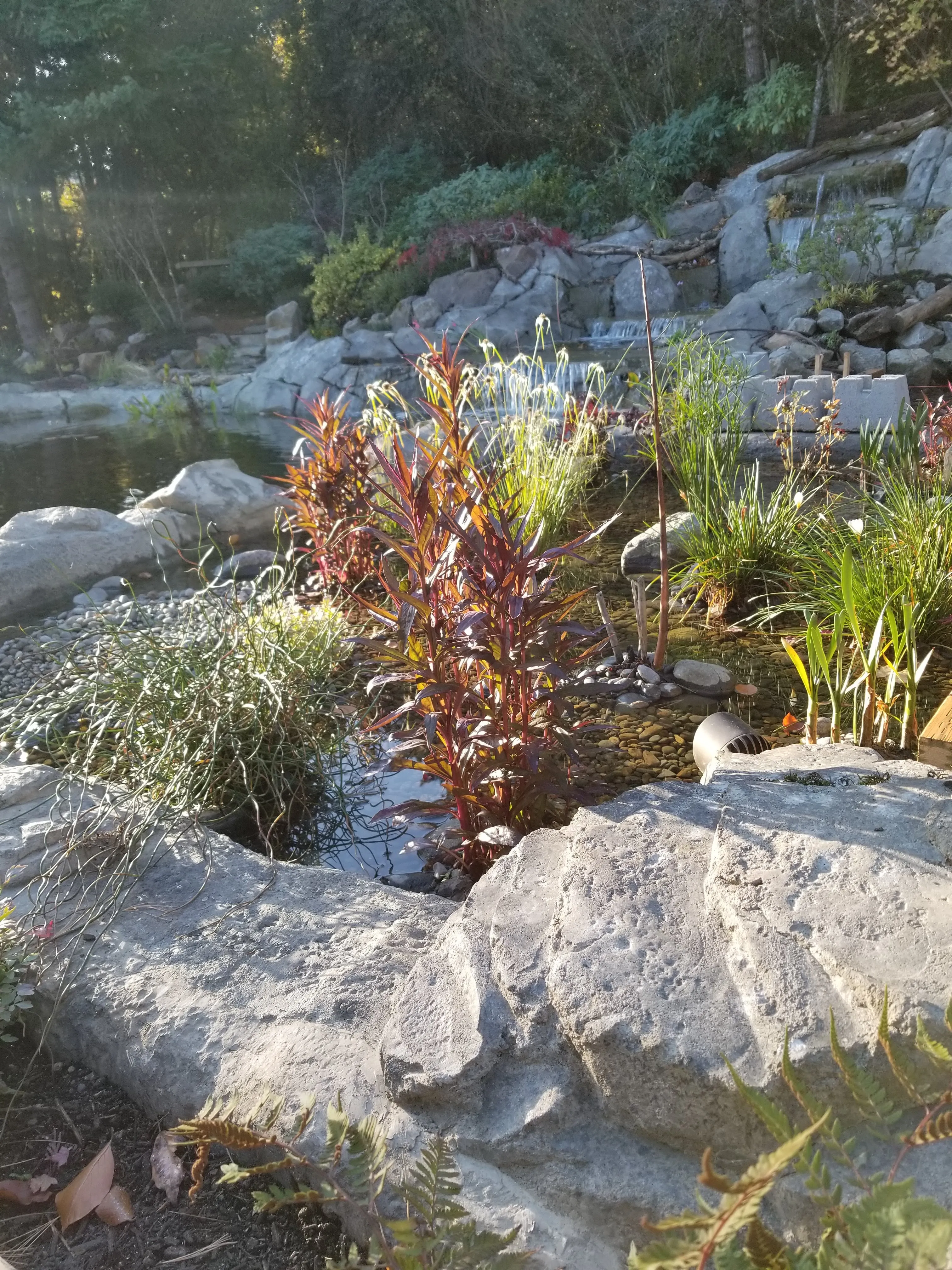 Pond margin plantings catching morning light at a Lake Oswego watergarden