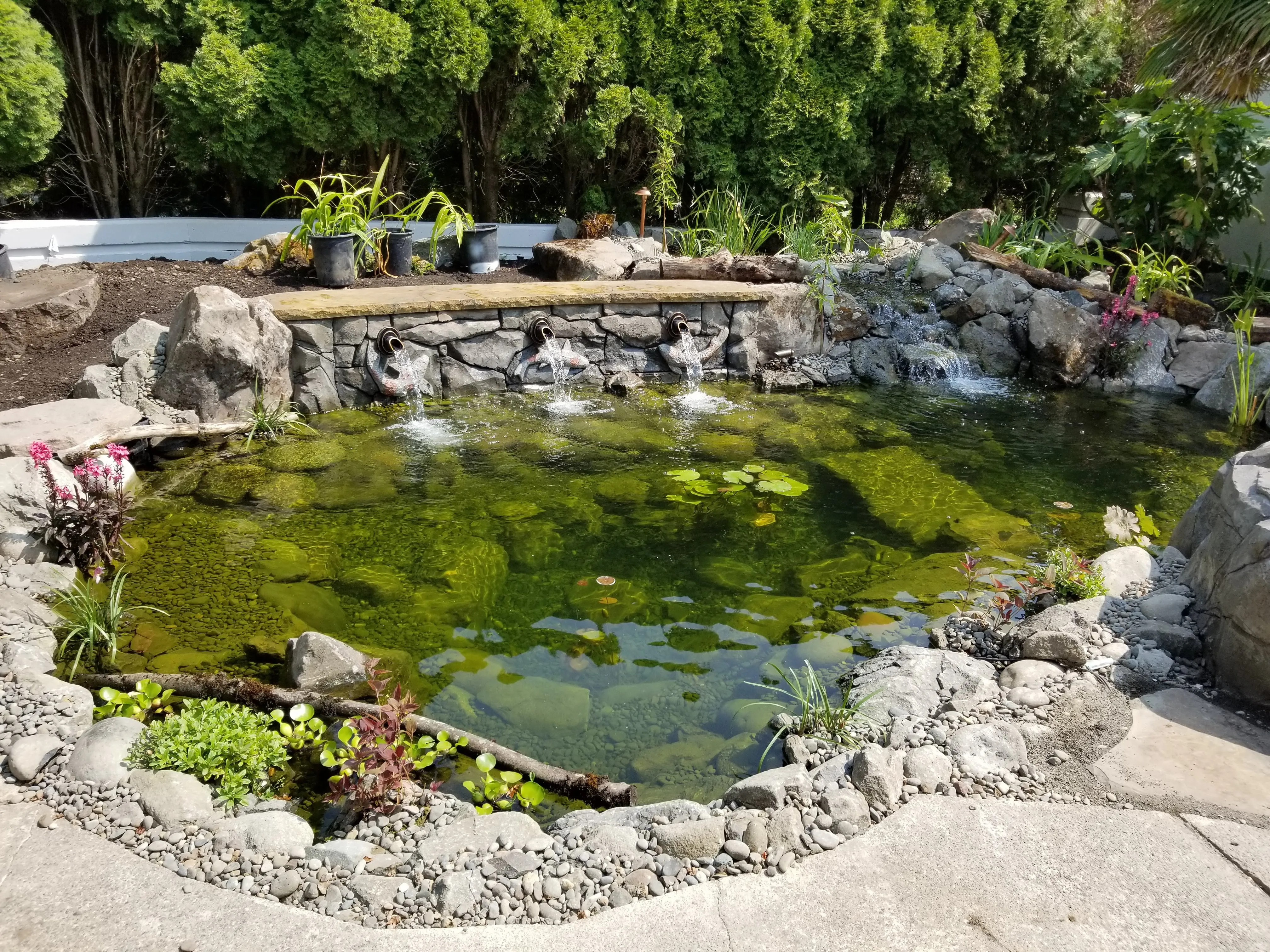 Stone wall with three carved koi spouts pouring into a clear backyard koi pond in Wilsonville, Oregon
