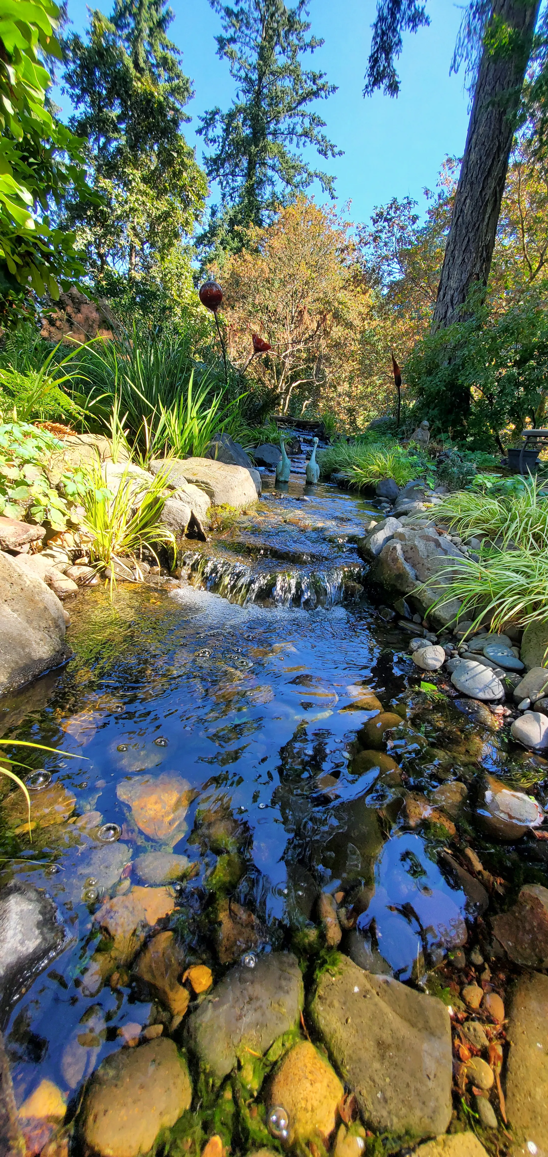 Mature pond with clear water over pebbles and a soft waterfall