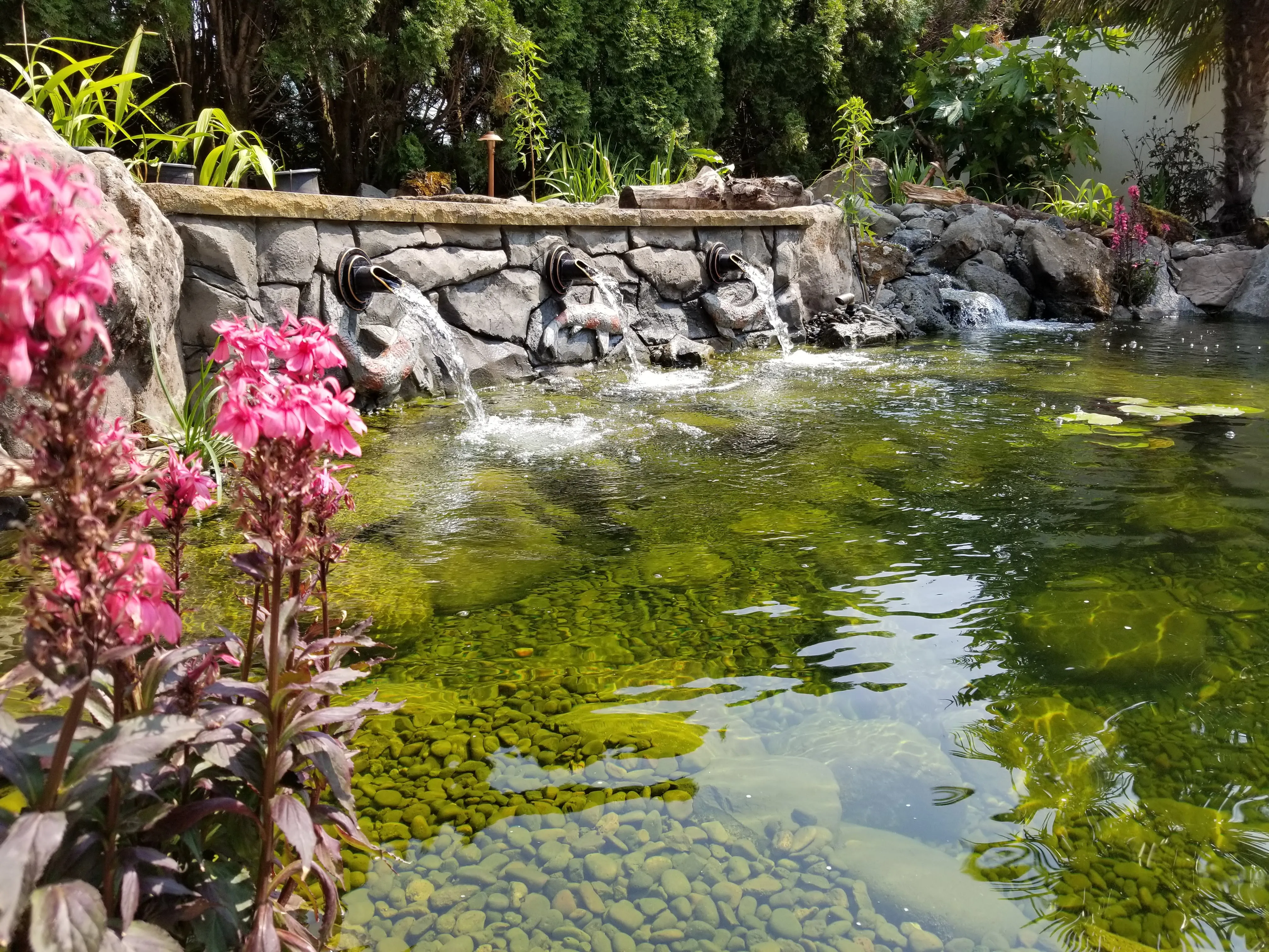Three carved koi spitters pouring into the clear pebble-bottom pond with pink blooms in the foreground