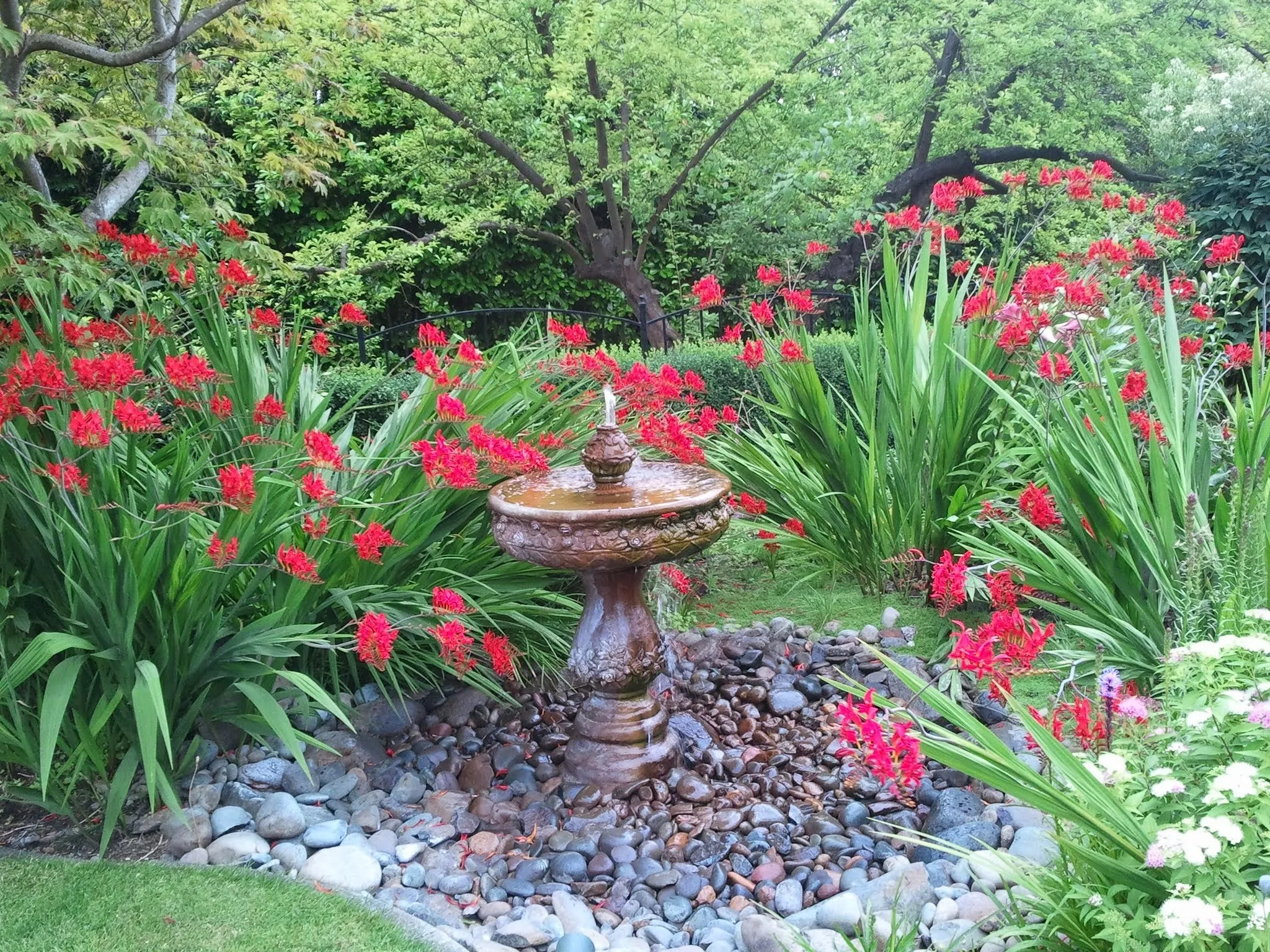 Crocosmia blooming around a fountain and garden path in Lake Oswego